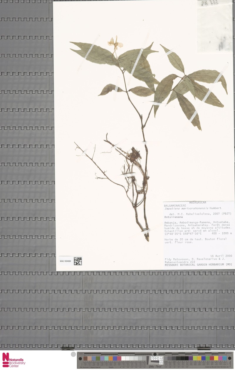 Impatiens marivorahonensis