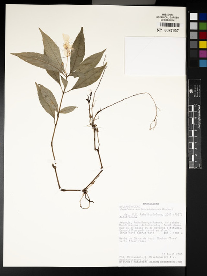Impatiens marivorahonensis photo 2