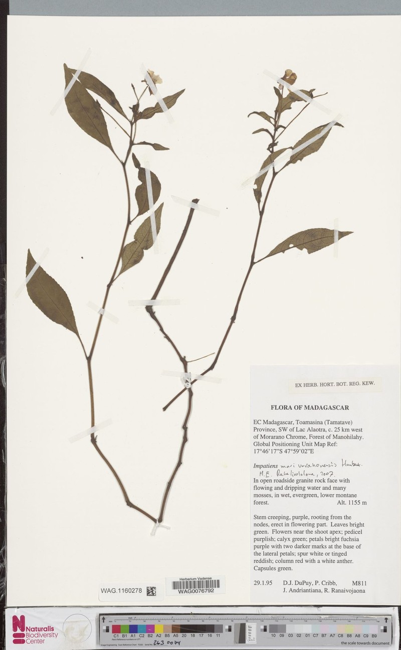Impatiens marivorahonensis photo 3