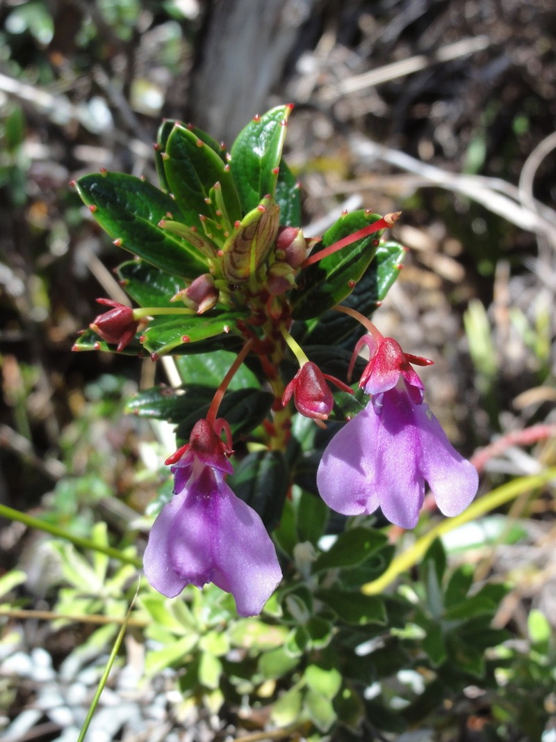 Impatiens marojejyensis