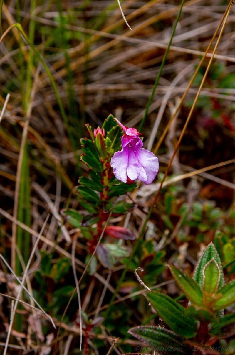 Impatiens marojejyensis photo 2