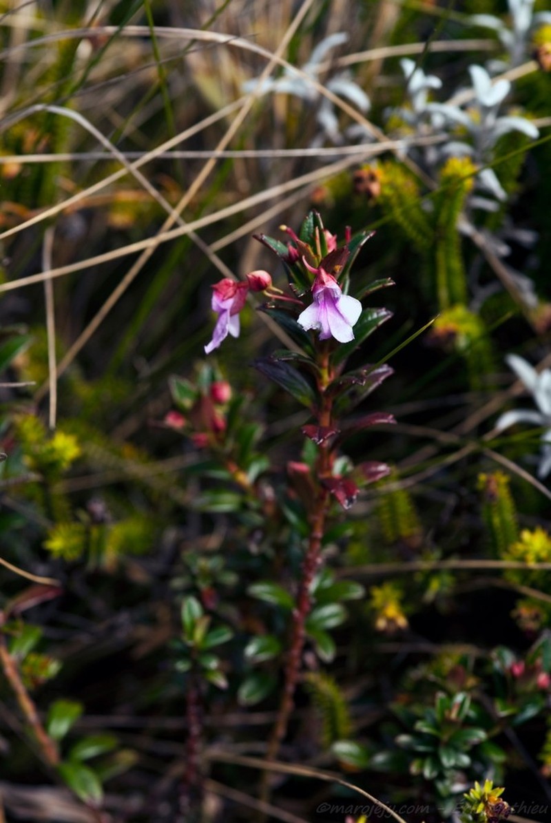 Impatiens marojejyensis photo 3