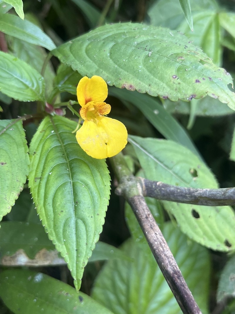 Impatiens marronina