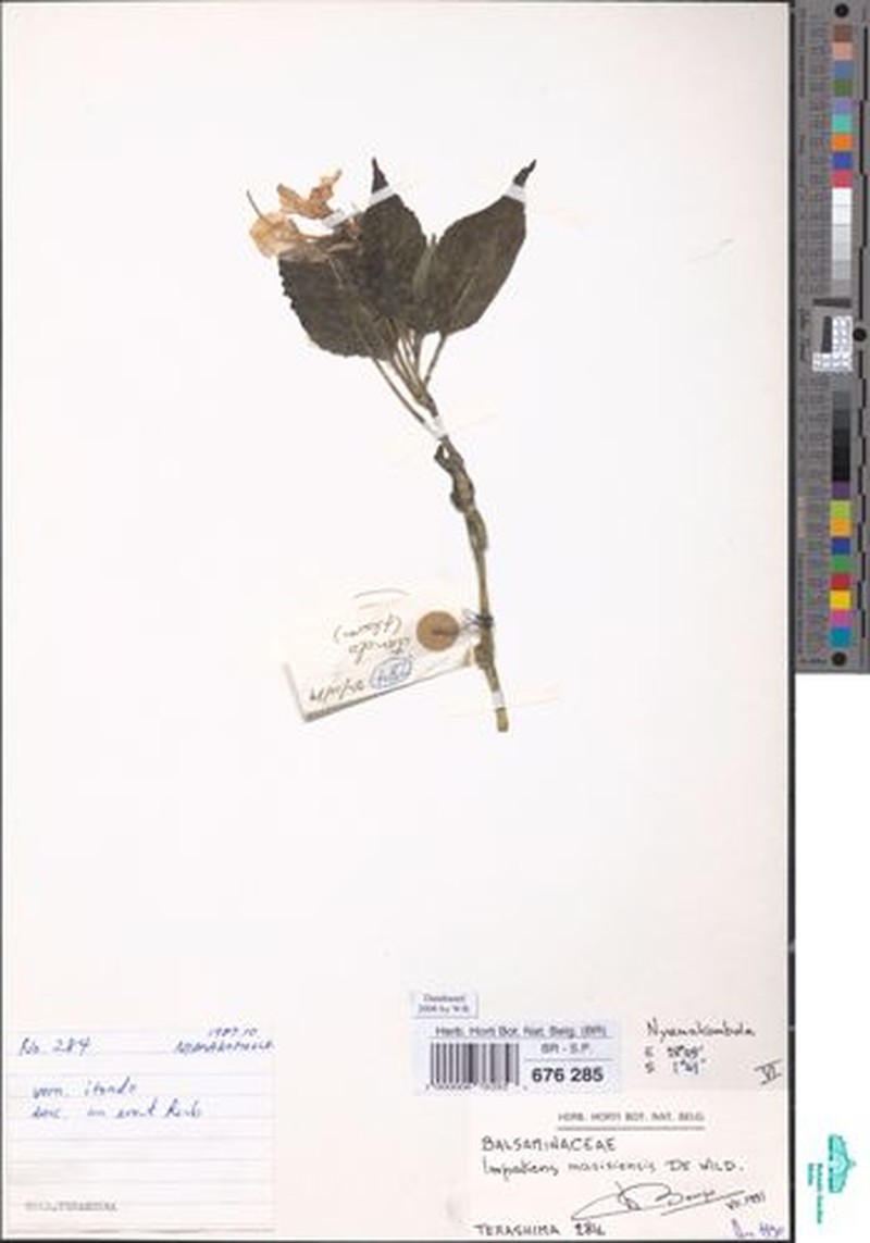 Impatiens masisiensis