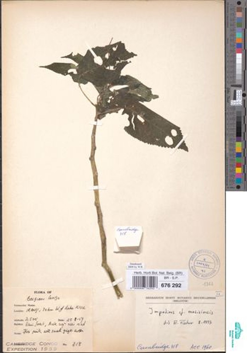 Impatiens masisiensis photo 2