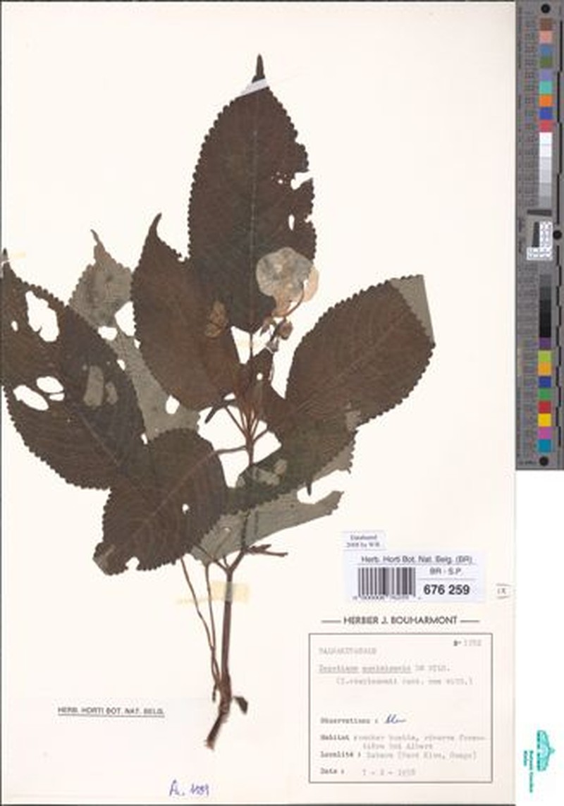 Impatiens masisiensis photo 3