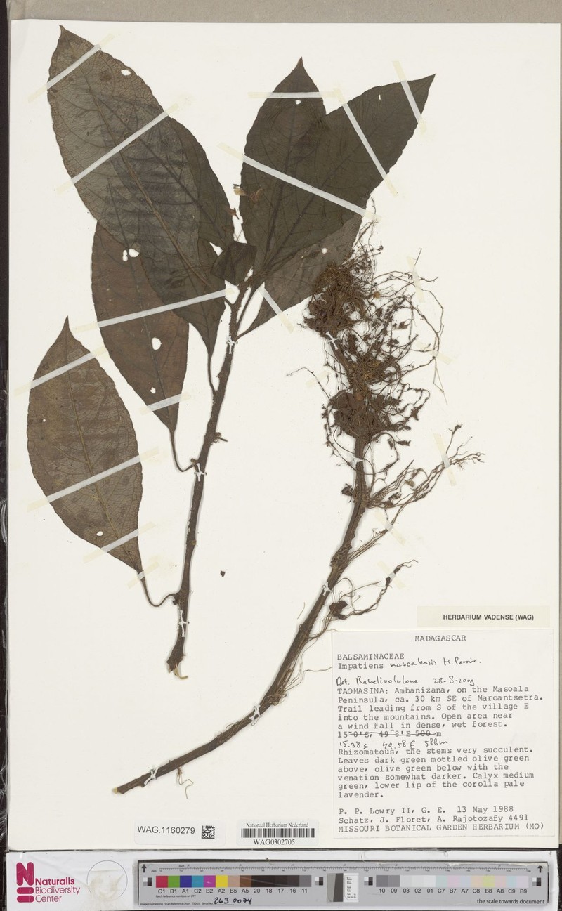 Impatiens masoalensis