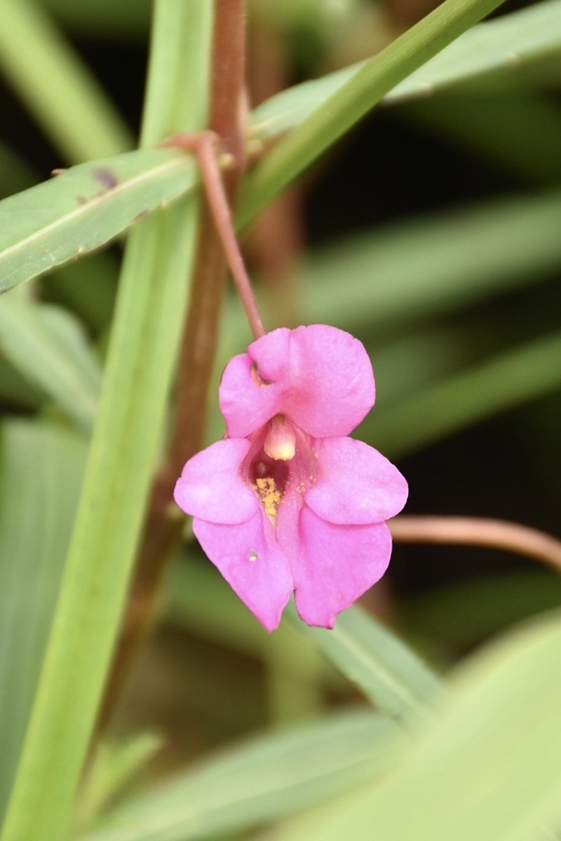 Impatiens masonii