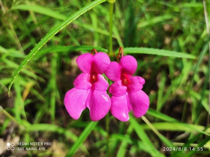 Impatiens masonii photo 2