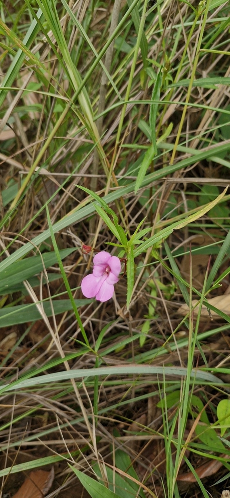 Impatiens masonii photo 3