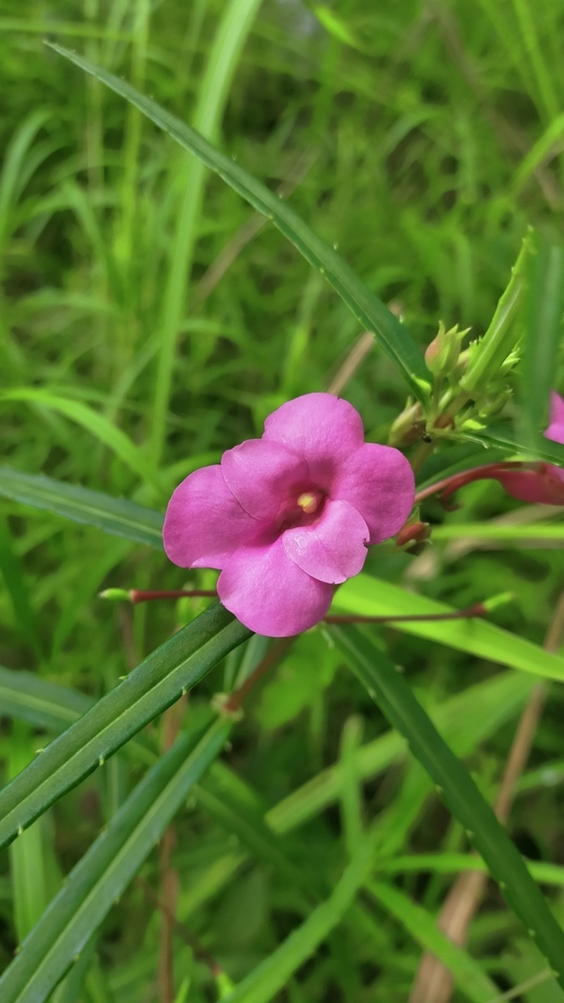 Impatiens masonii photo 4