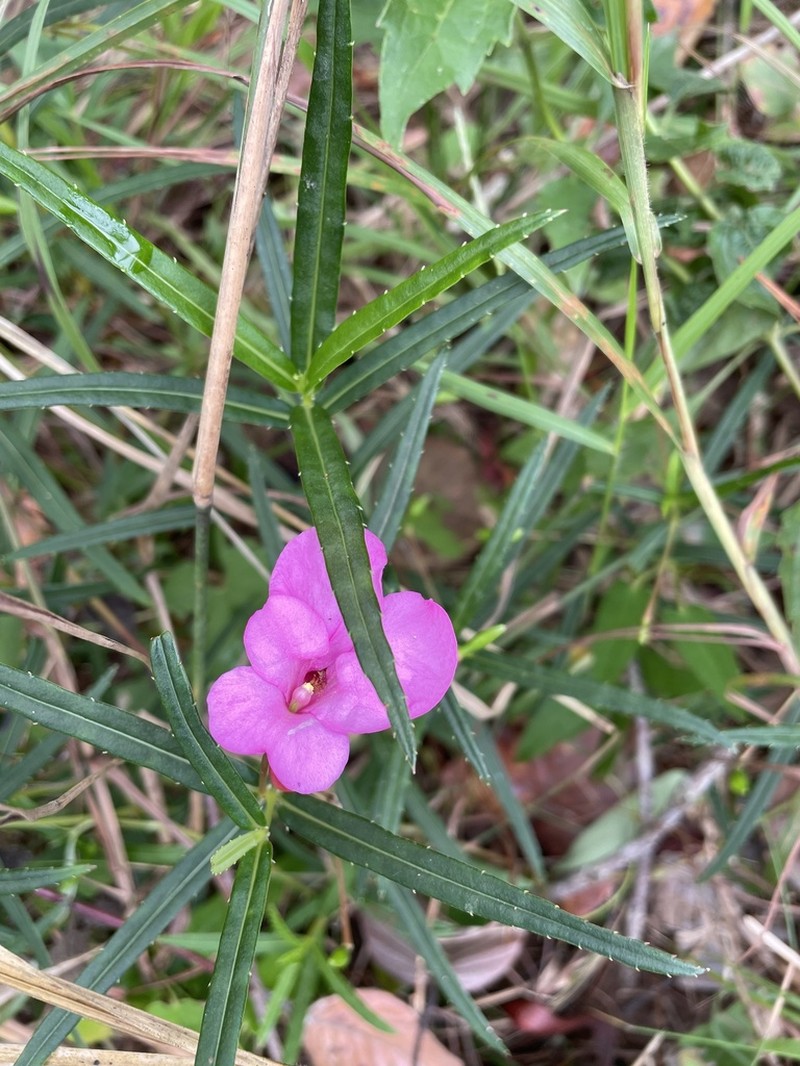 Impatiens masonii photo 5