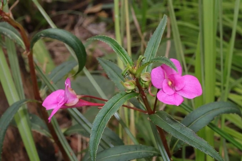 Impatiens masonii photo 6