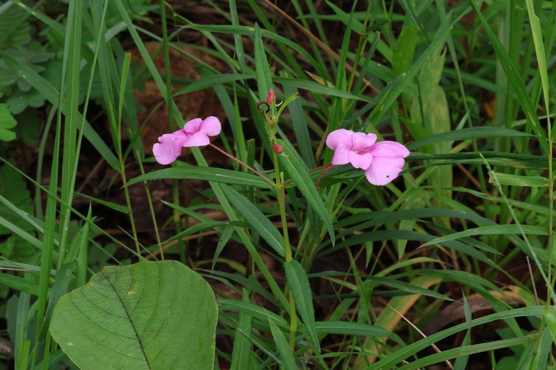Impatiens masonii photo 7