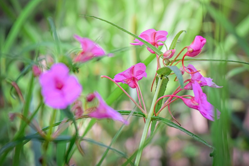 Impatiens masonii photo 8