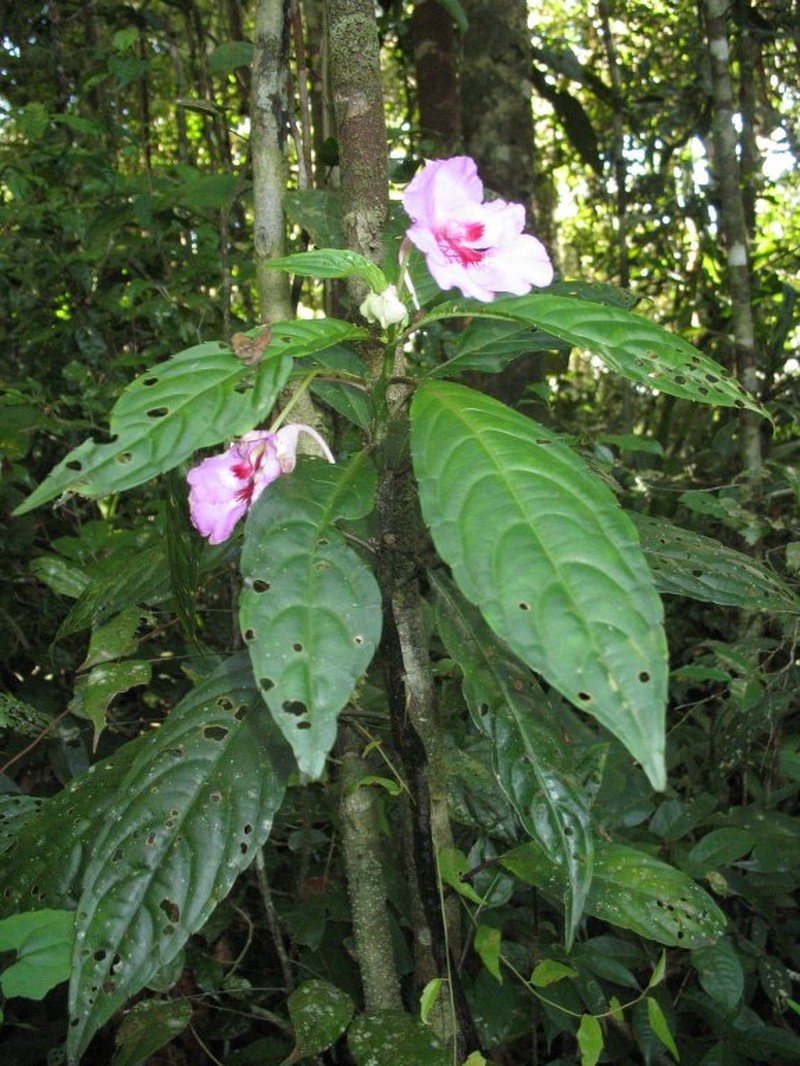 Impatiens mayae-valeriae
