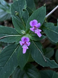 Impatiens mazumbaiensis