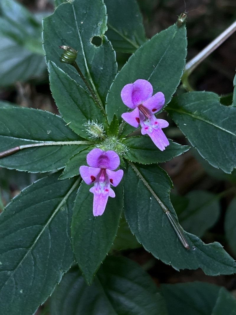 Impatiens mazumbaiensis