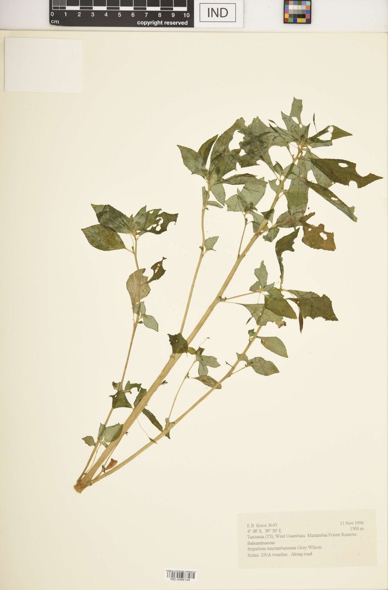 Impatiens mazumbaiensis photo 3
