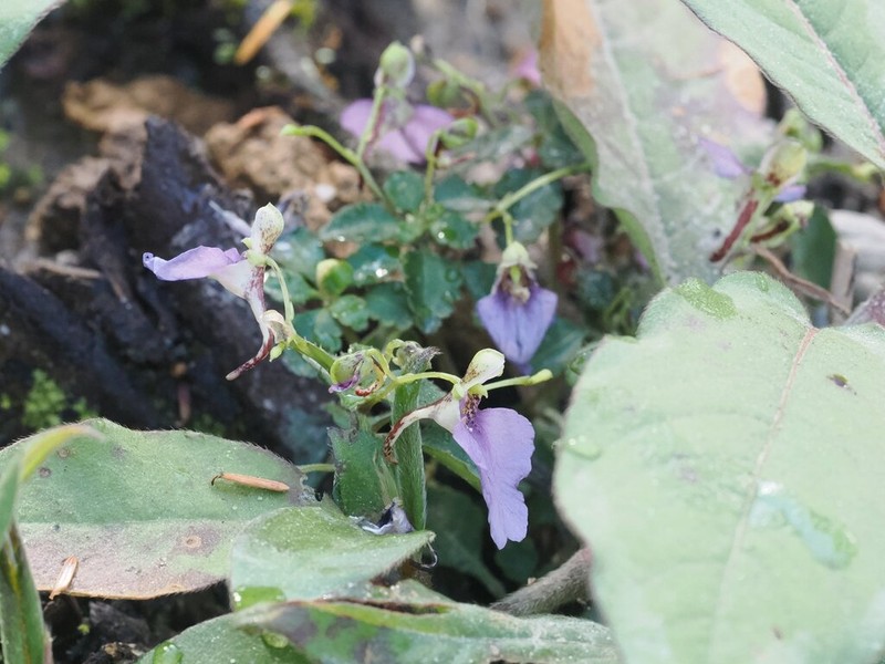 Impatiens medogensis