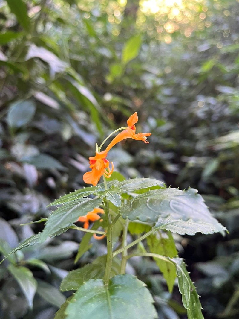 Impatiens medogensis photo 3