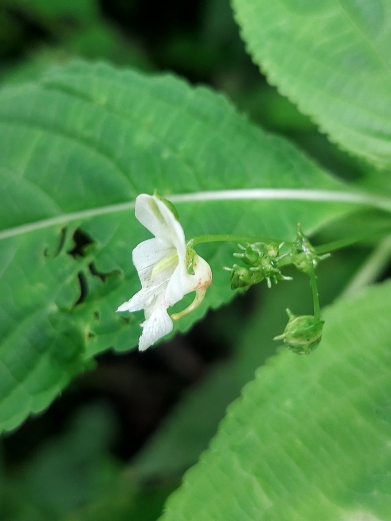 Impatiens meeboldii photo 2