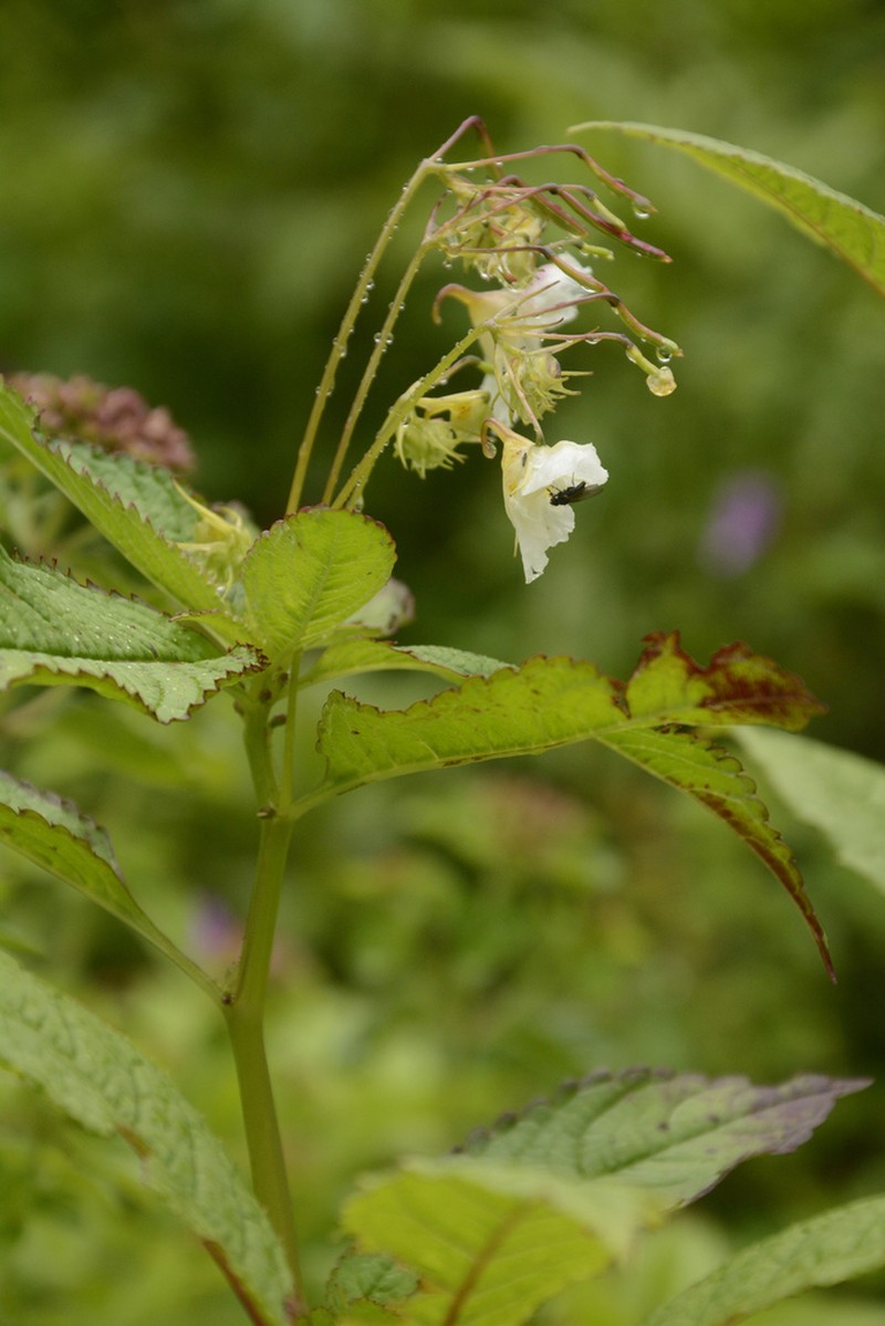 Impatiens meeboldii photo 3