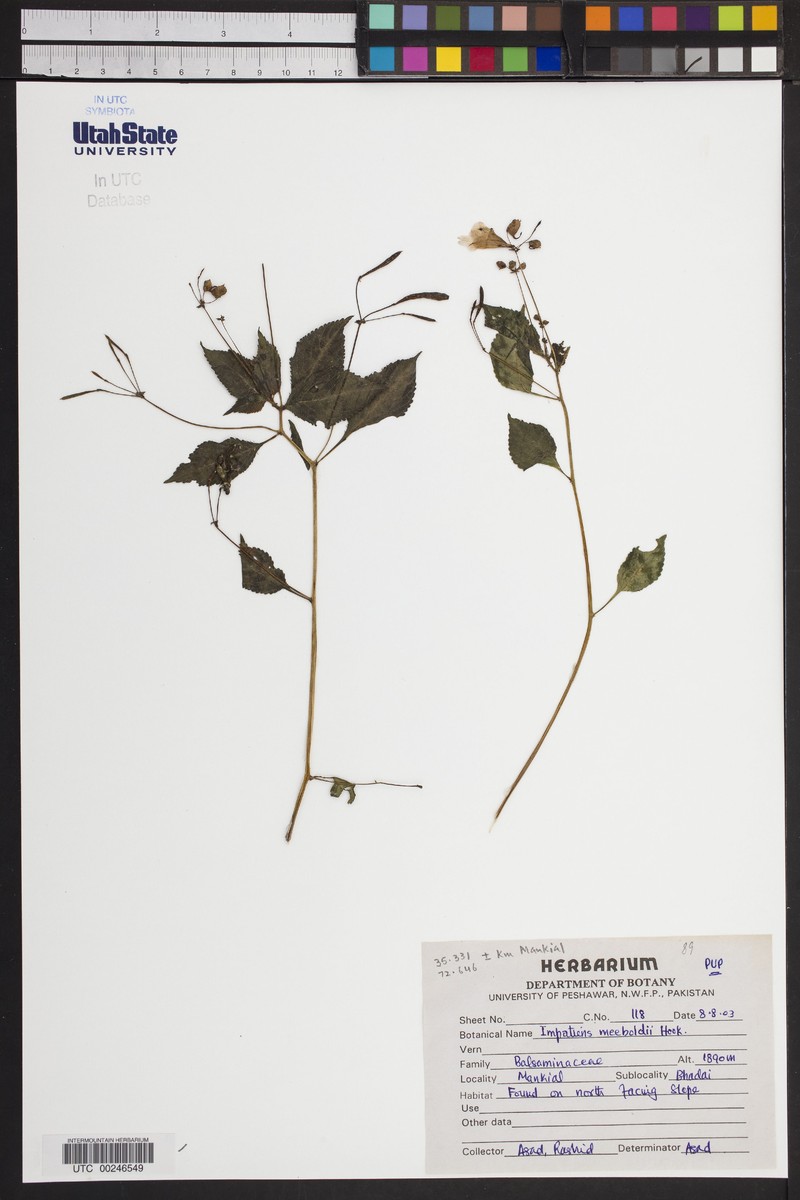 Impatiens meeboldii photo 5