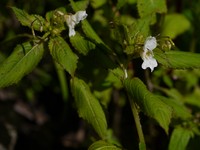 Impatiens meeboldii