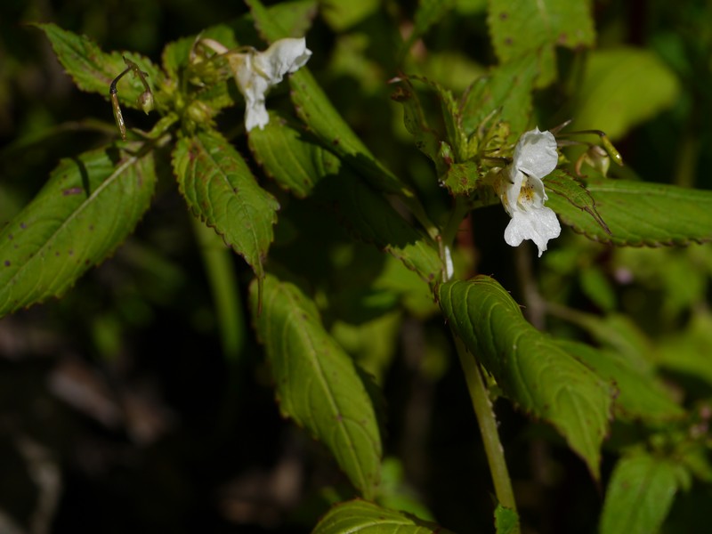 Impatiens meeboldii