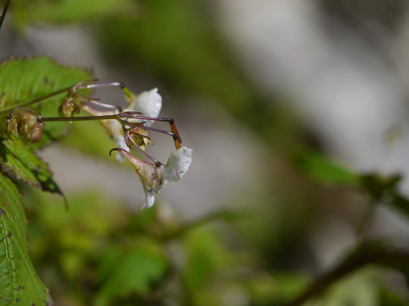 Impatiens meeboldii photo 6