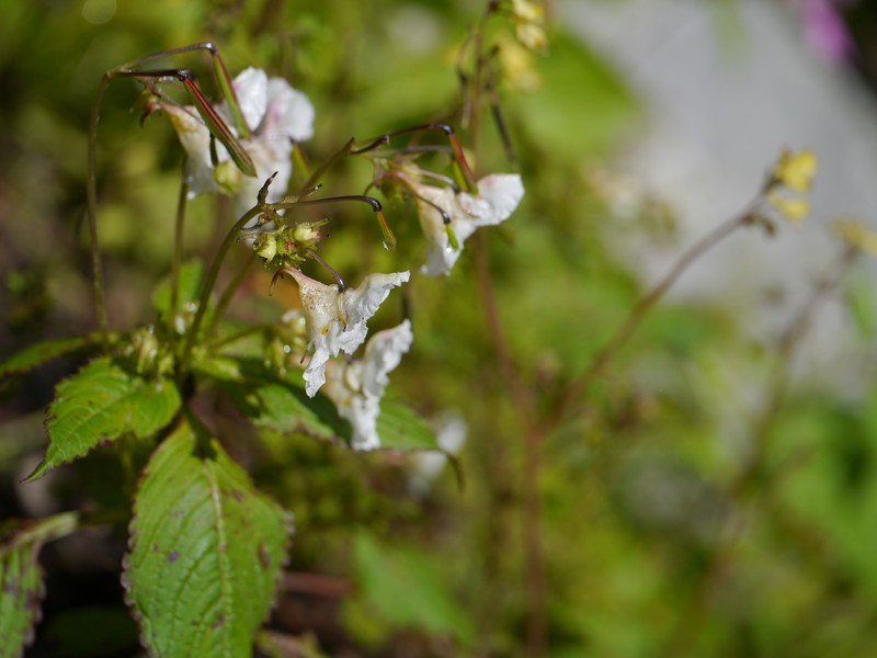 Impatiens meeboldii photo 7