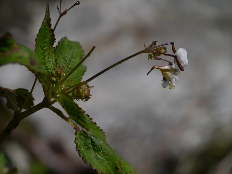 Impatiens meeboldii photo 8