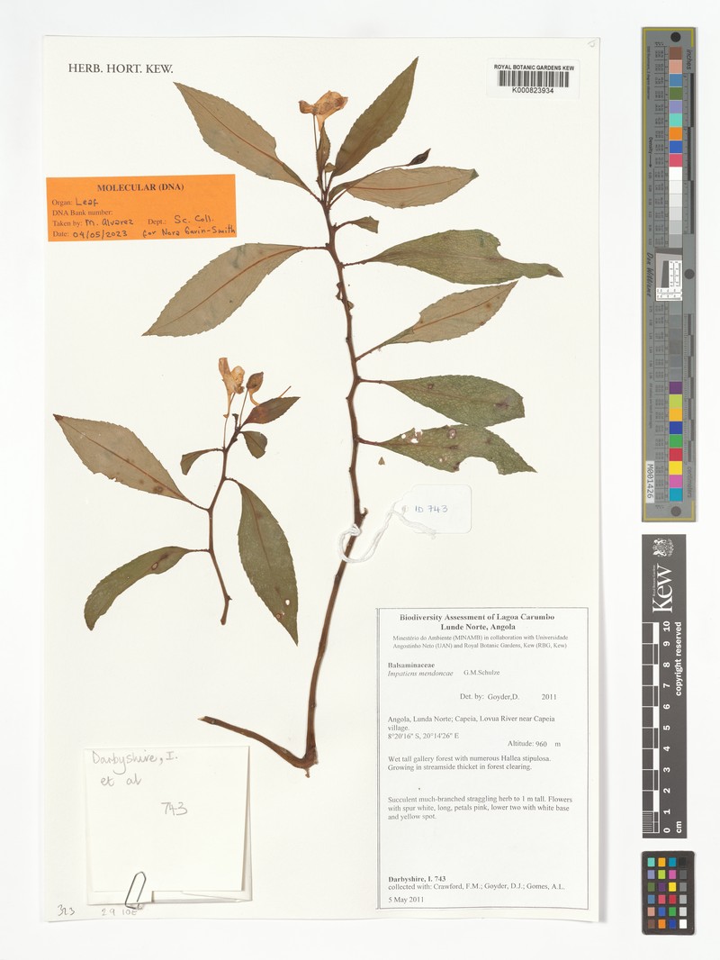 Impatiens mendoncae