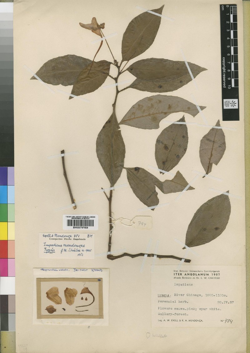 Impatiens mendoncae photo 2