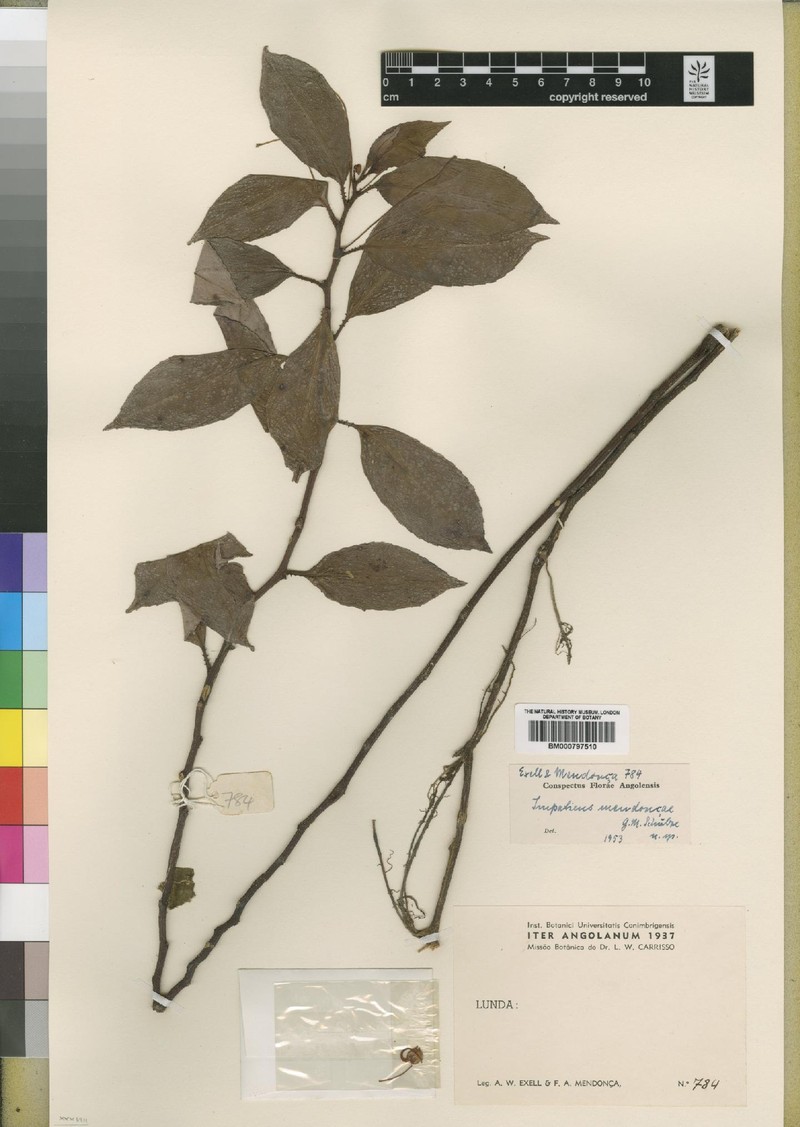 Impatiens mendoncae photo 3