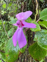 Impatiens meruensis