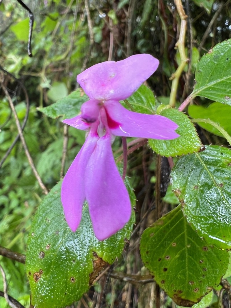 Impatiens meruensis