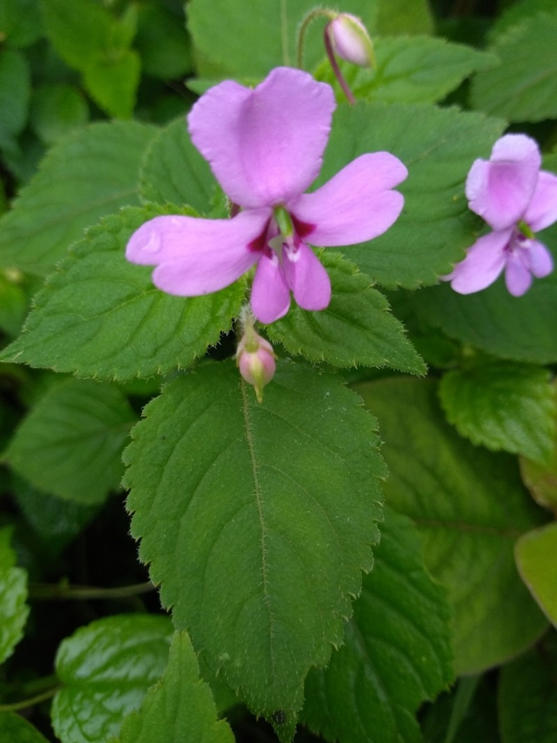 Impatiens meruensis photo 2