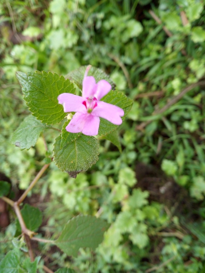 Impatiens meruensis photo 3