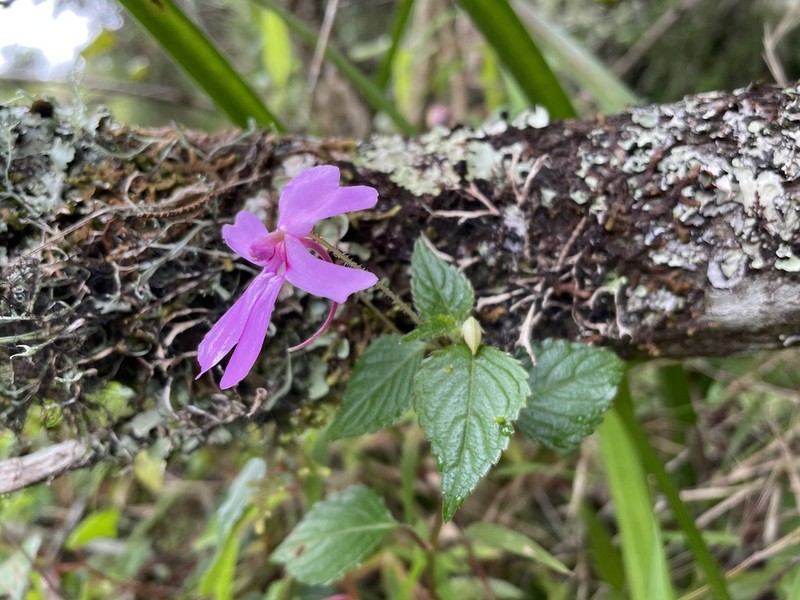 Impatiens meruensis photo 4