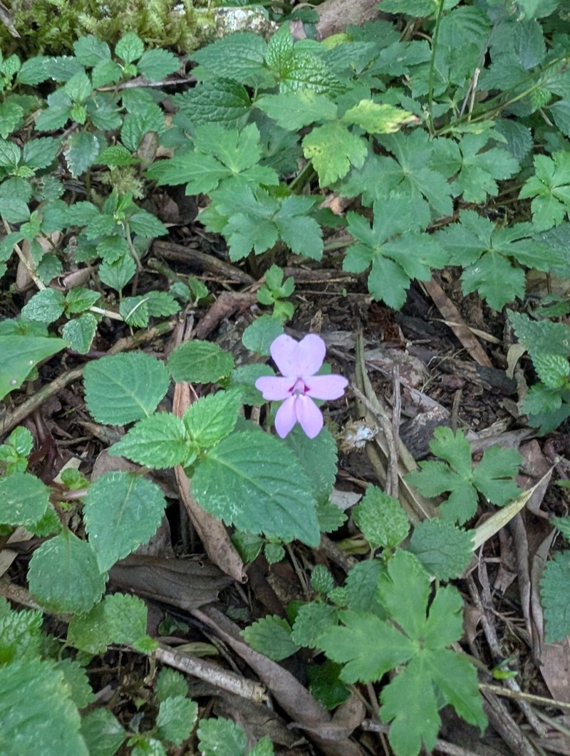 Impatiens meruensis photo 5