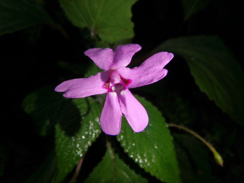 Impatiens meruensis photo 6