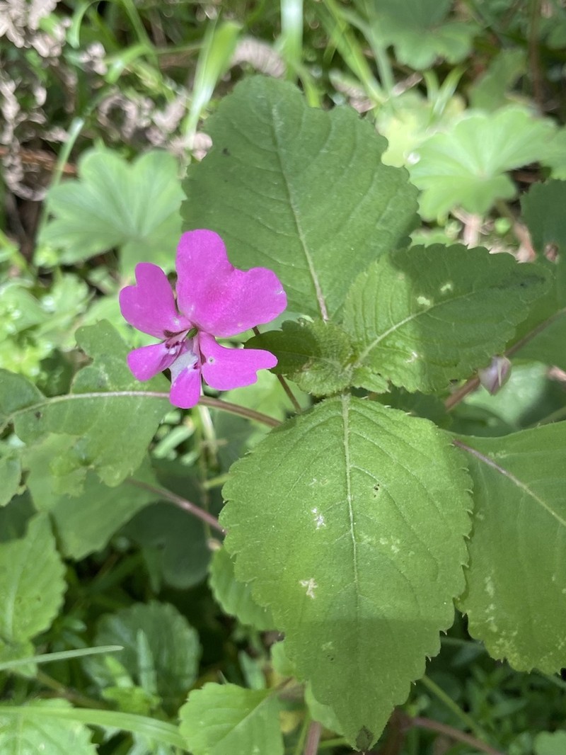 Impatiens meruensis photo 7