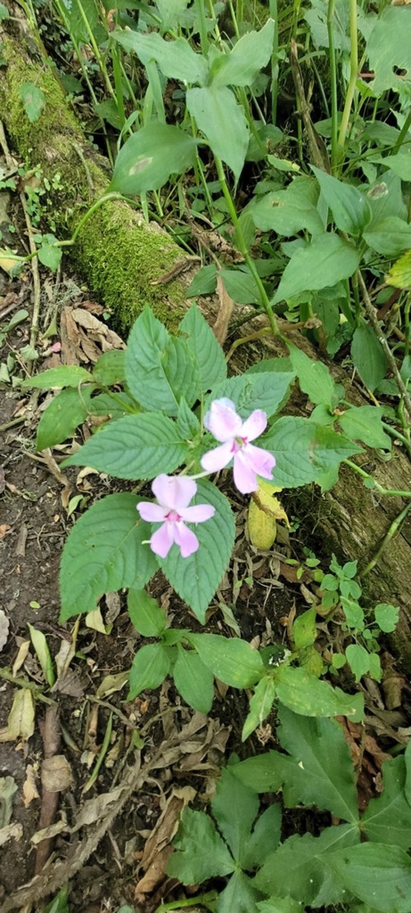 Impatiens meruensis photo 8