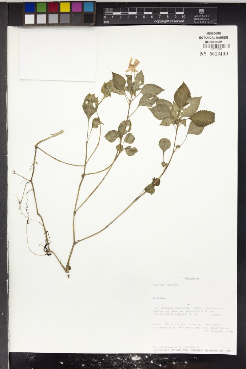 Impatiens meruensis subsp. cruciata