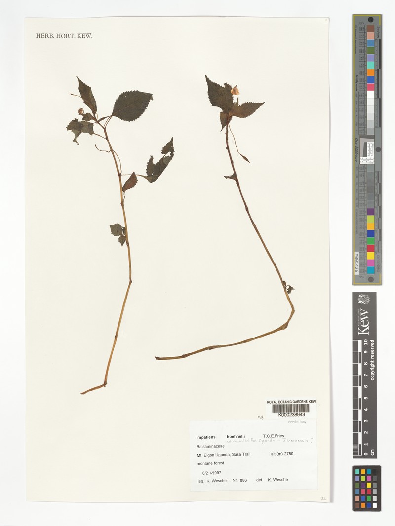 Impatiens meruensis subsp. cruciata photo 2