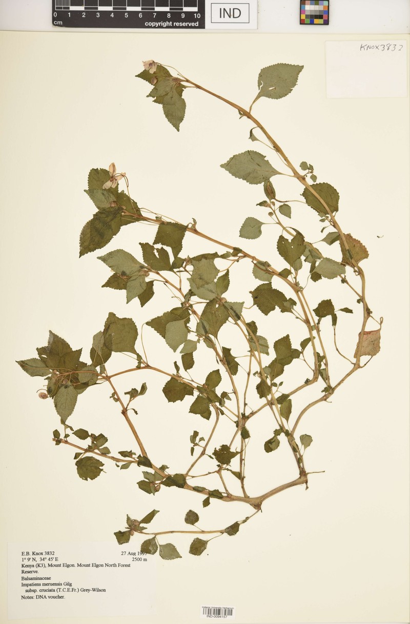 Impatiens meruensis subsp. cruciata photo 3