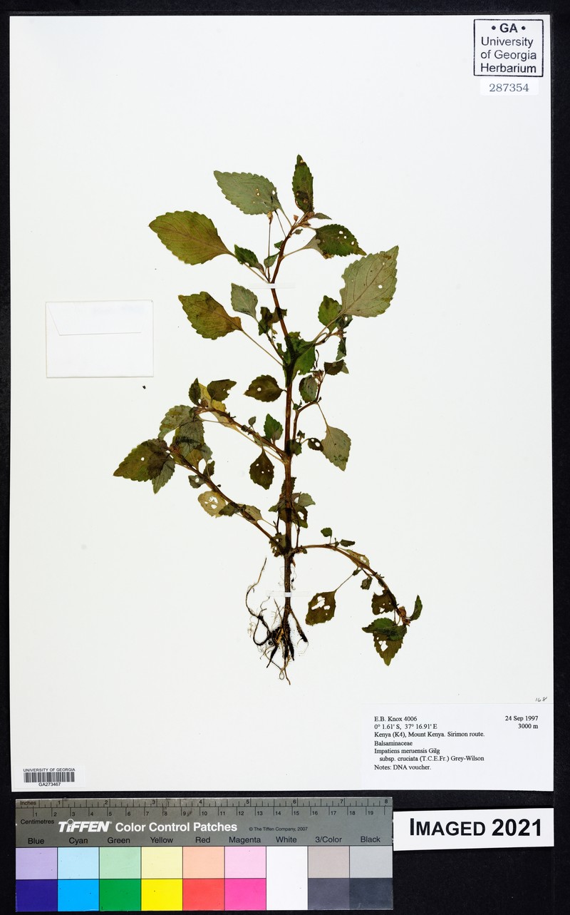 Impatiens meruensis subsp. cruciata photo 4
