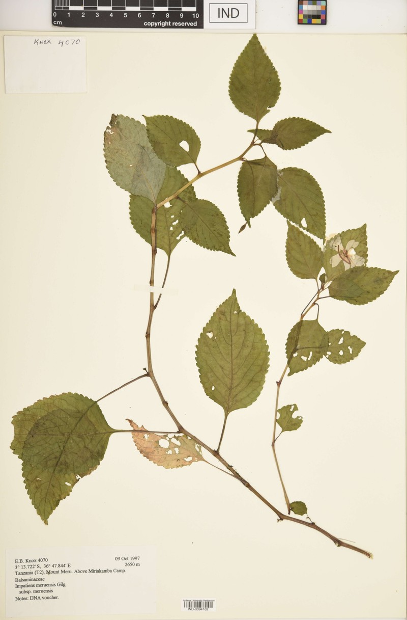 Impatiens meruensis subsp. meruensis